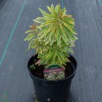 Mliečnik mandľolistý (Euphorbia amygdaloides) ´ASCOT RAINBOW´, kont. C2L